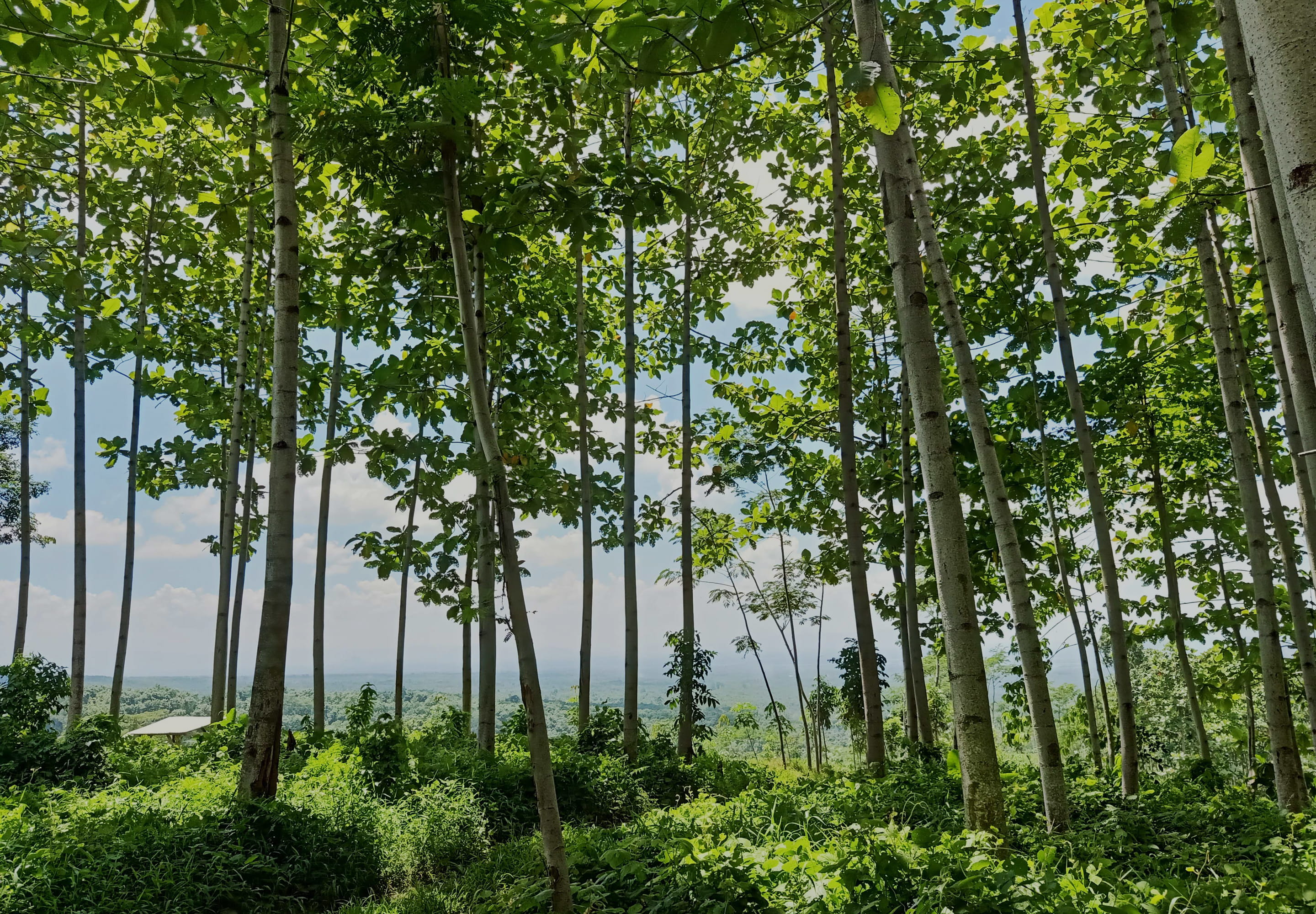 繊維板の背景